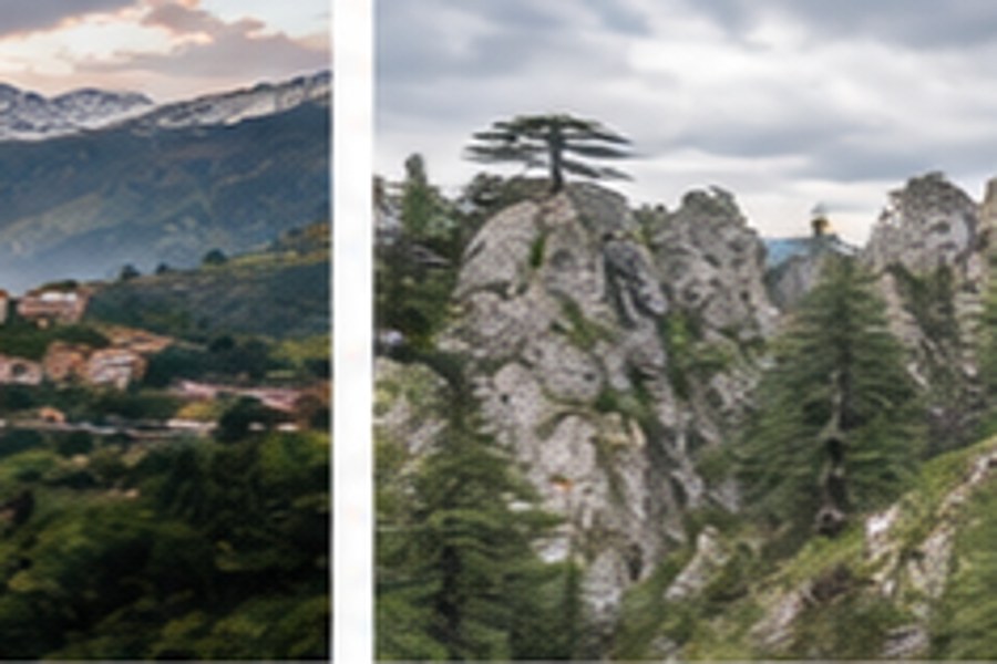 Cèdres du Djurdjura